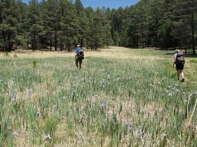 Iris missouriensis