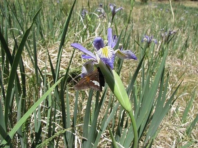 Iris missouriensis