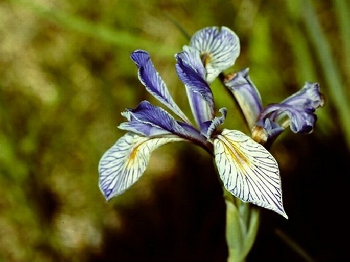 Iris missouriensis