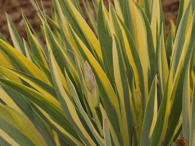 Iris pallida