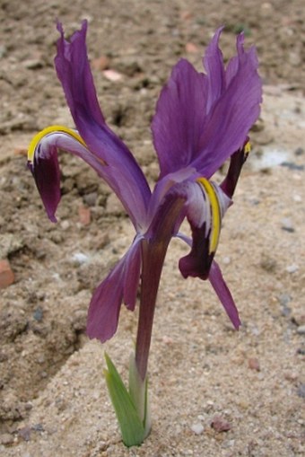 Iris rosenbachiana