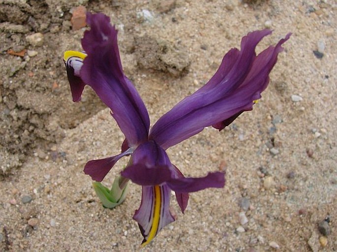 Iris rosenbachiana