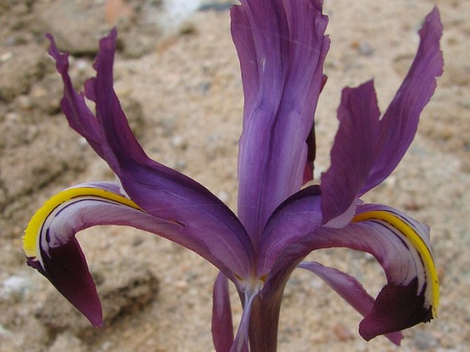 Iris rosenbachiana