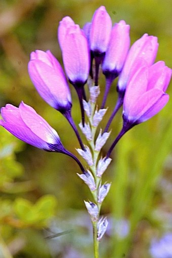 Ixia purpureorosea