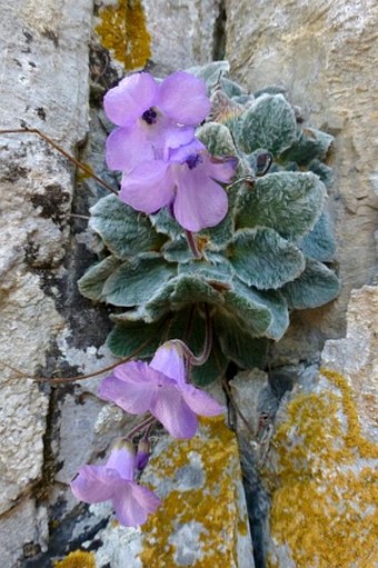 Jancaea heldreichii