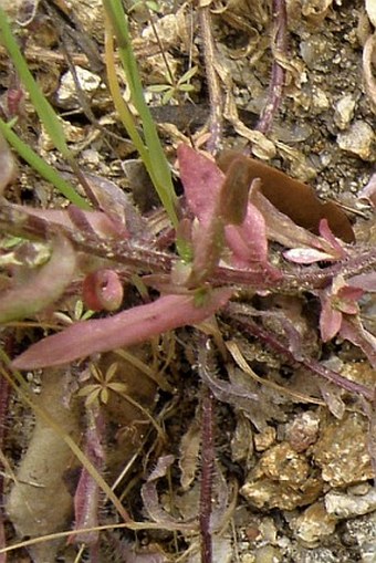 Jasione echinata