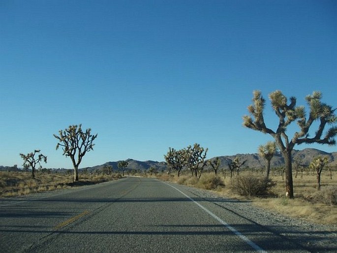 Joshua Tree National Park