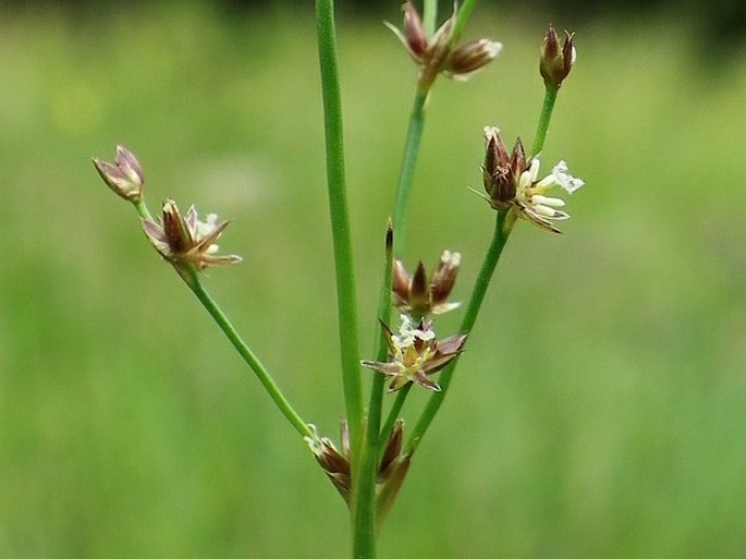 JUNCUS ARTICULATUS L. - sítina článkovaná / sitina článkovaná