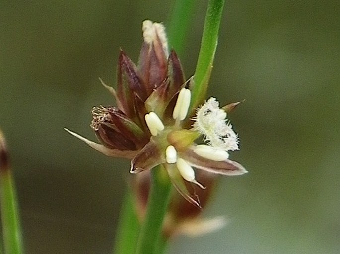 Juncus articulatus