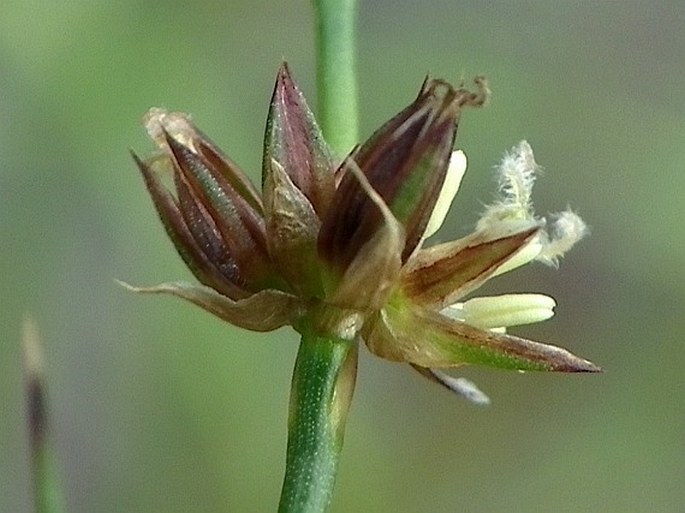 Juncus articulatus