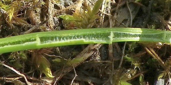 Juncus articulatus