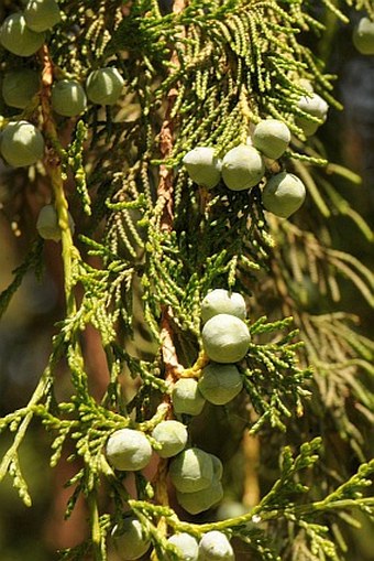 Juniperus procera