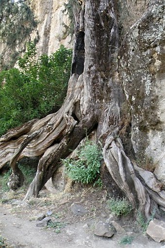 Juniperus procera