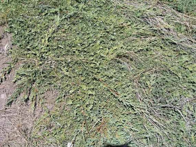 Juniperus horizontalis