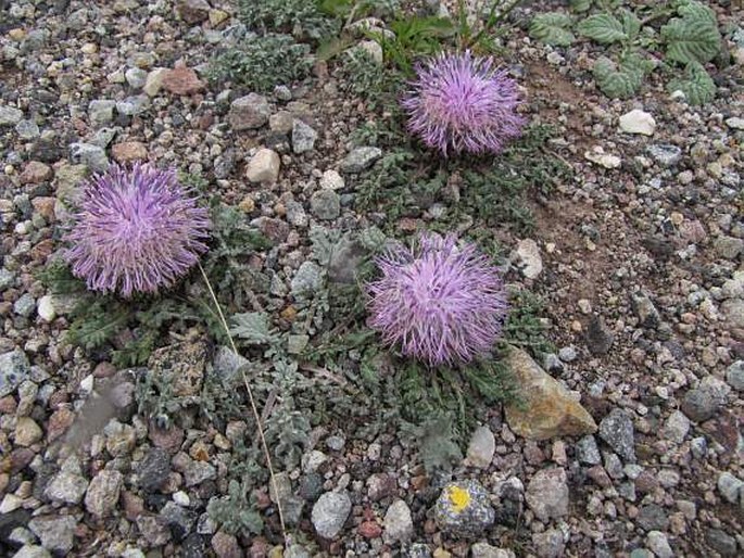 Jurinea moschus subsp. pinnatisecta