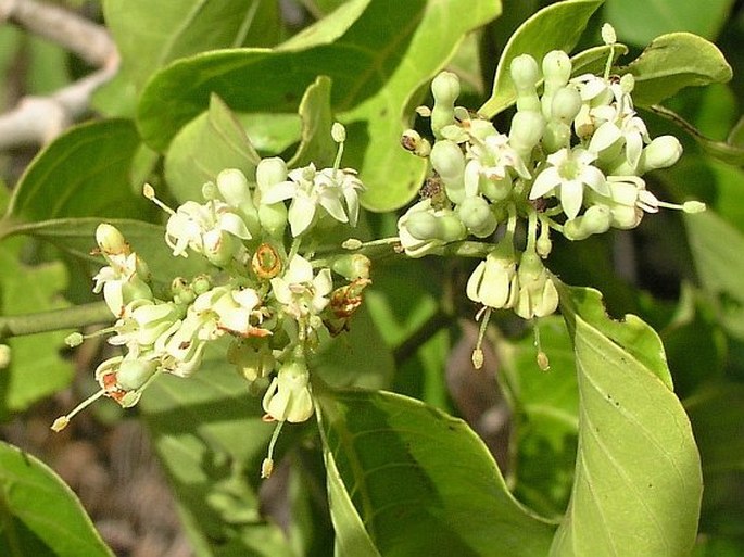 KEETIA ZANZIBARICA (Klotzsch) Bridson