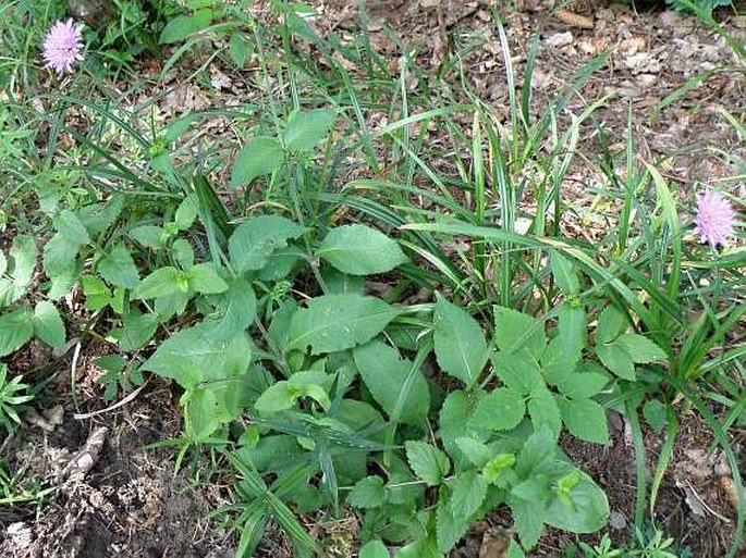 KNAUTIA DRYMEJA Heuff. - chrastavec křovištní / chrastavec kroviskový