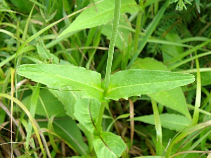 Knautia maxima