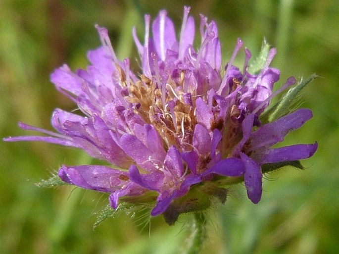 Knautia arvensis subsp. serpentinicola