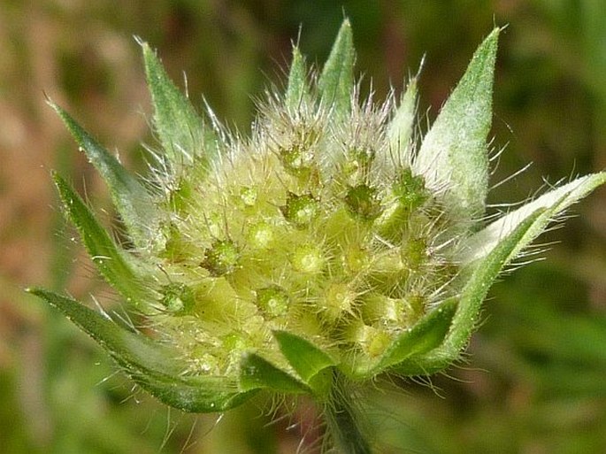 Knautia arvensis subsp. serpentinicola