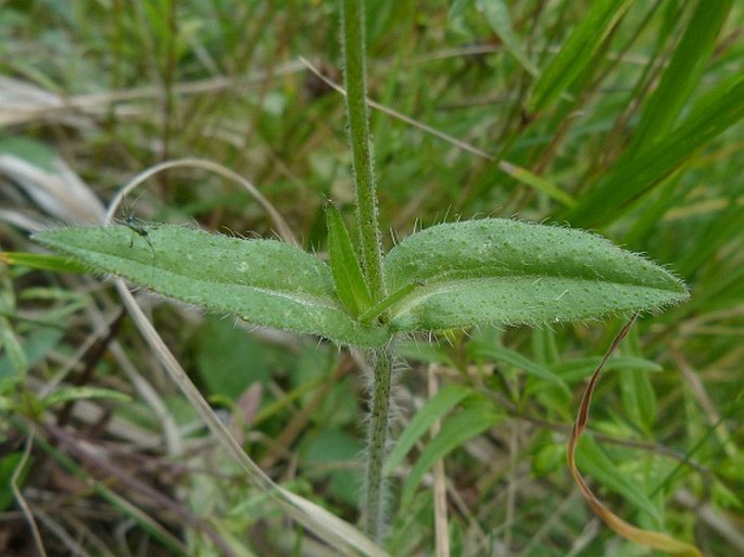 Knautia arvensis subsp. serpentinicola