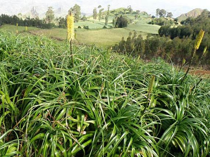 KNIPHOFIA FOLIOSA Hochst.