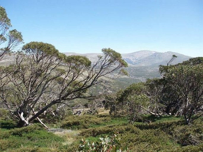 Kosciuszko National Park