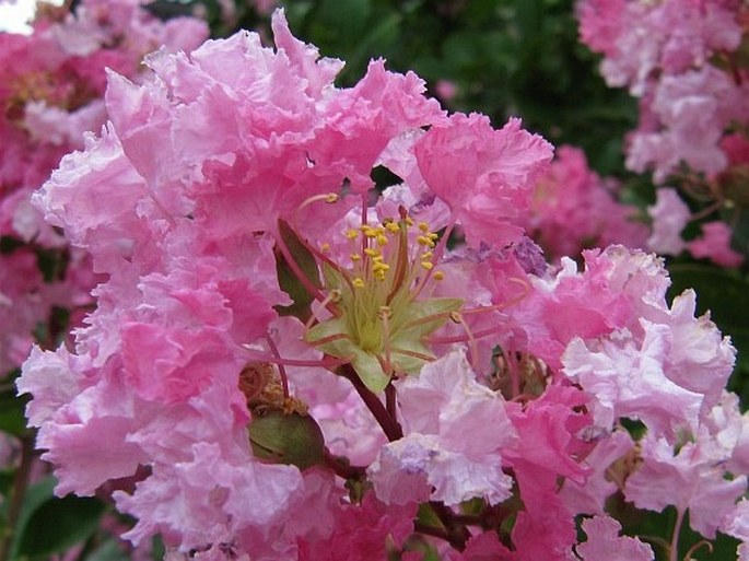 LAGERSTROEMIA INDICA L. – pukol okrouhlolistý