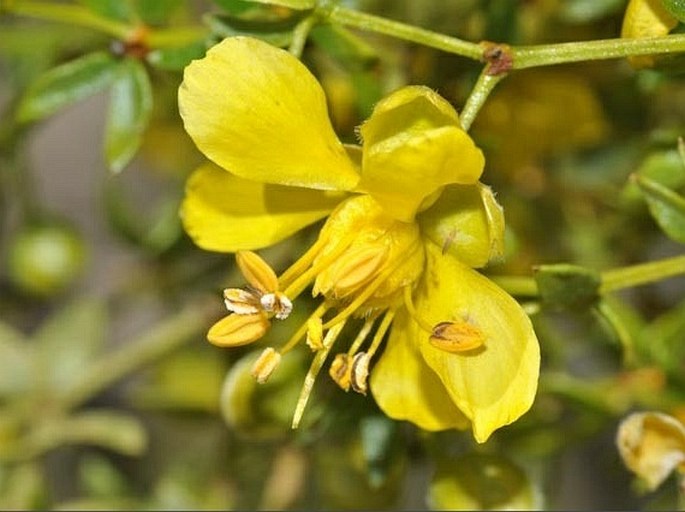 LARREA TRIDENTATA (Sessé et Moc. ex DC.) Coville