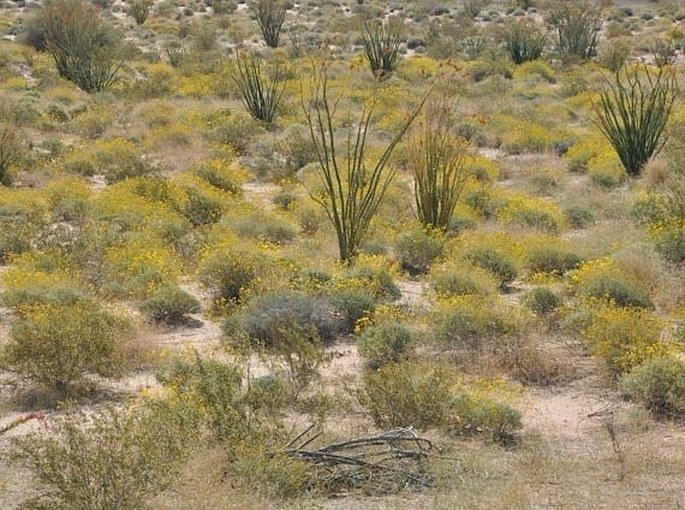 Larrea tridentata