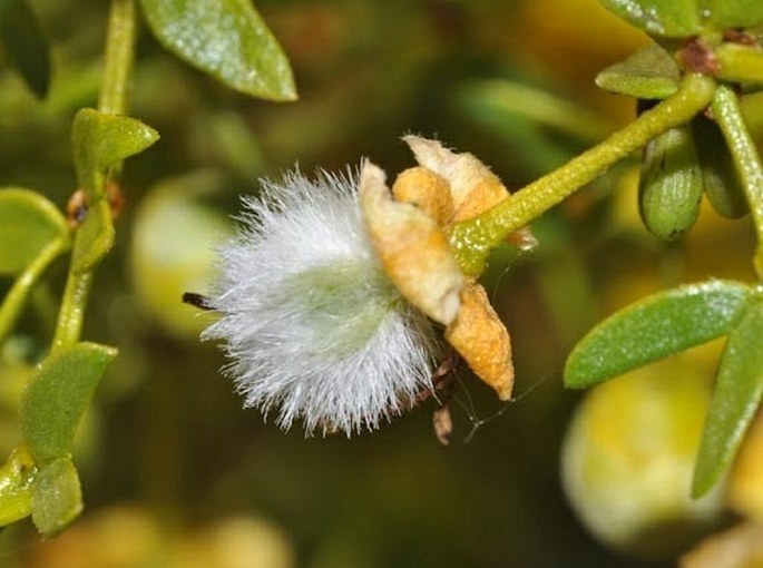 Larrea tridentata