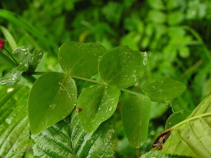 Lathyrus pisiformis