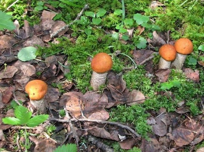 Leccinum insigne