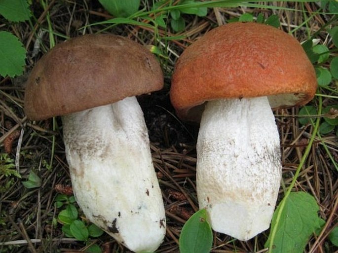 Leccinum insigne