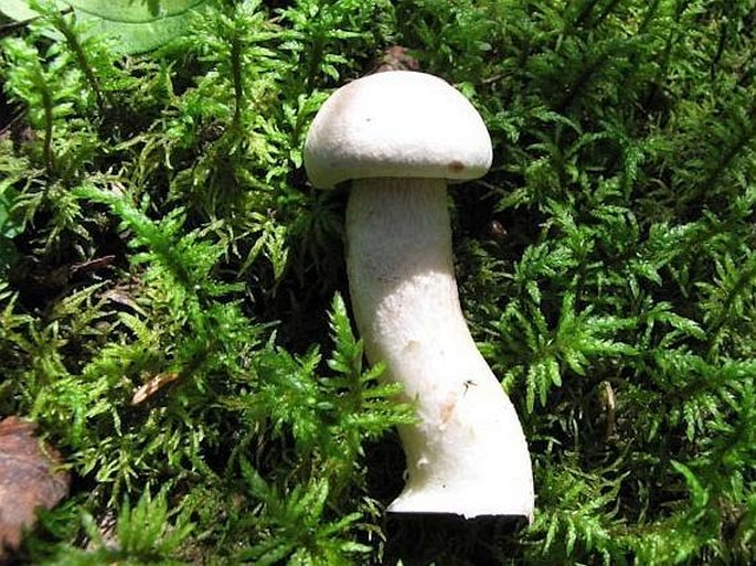 Leccinum insigne