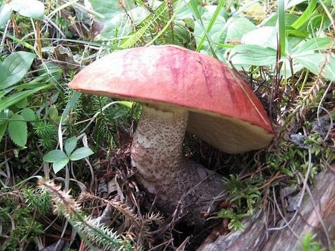 Leccinum insigne