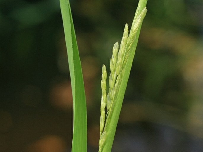 LEERSIA ORYZOIDES (L.) Sw. - tajnička rýžovitá / tajnička ryžovitá