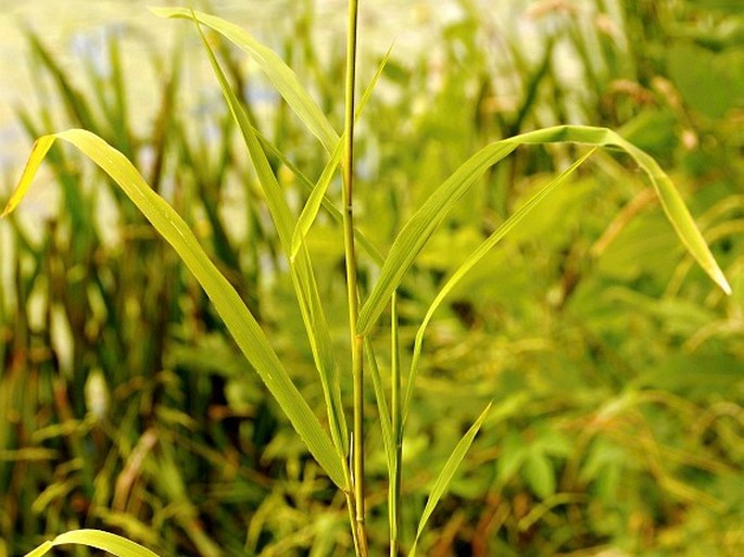 Leersia oryzoides