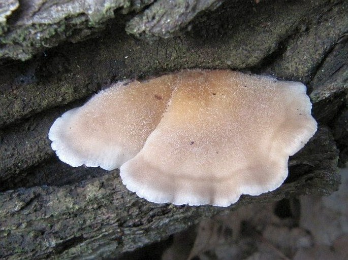 LENTINELLUS URSINUS (Fr.) Kühner - houžovec medvědí / húževnatček