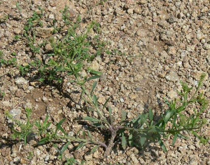 Lepidium densiflorum