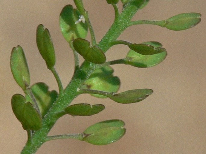 Lepidium densiflorum