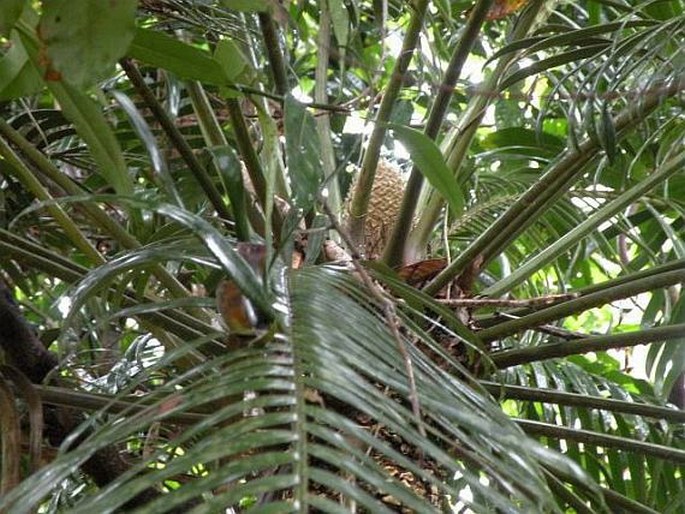 Lepidozamia hopei