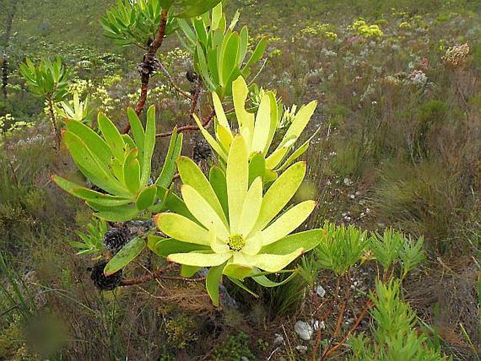 Leucadendron gandogeri