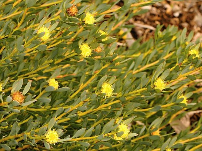 Leucadendron glaberrimum