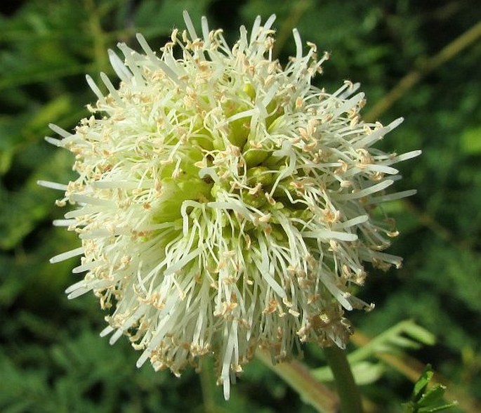 LEUCAENA LEUCOCEPHALA (Lam.) de Wit