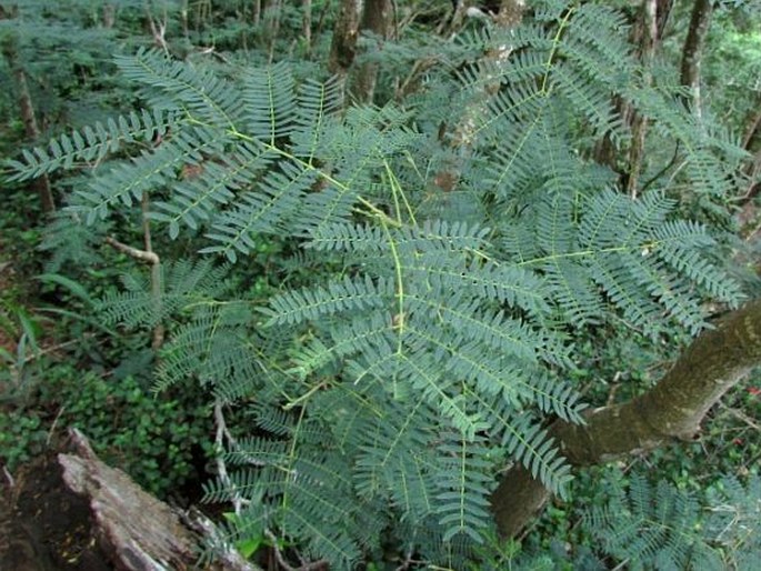 Leucaena leucocephala