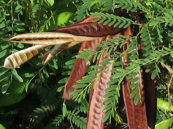 Leucaena leucocephala