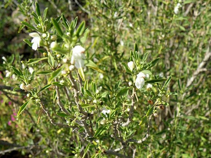 Leucas capensis