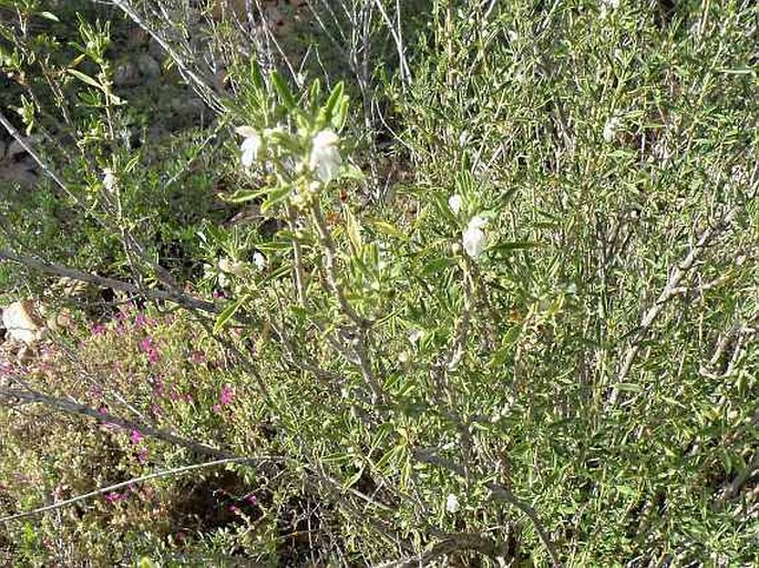 Leucas capensis