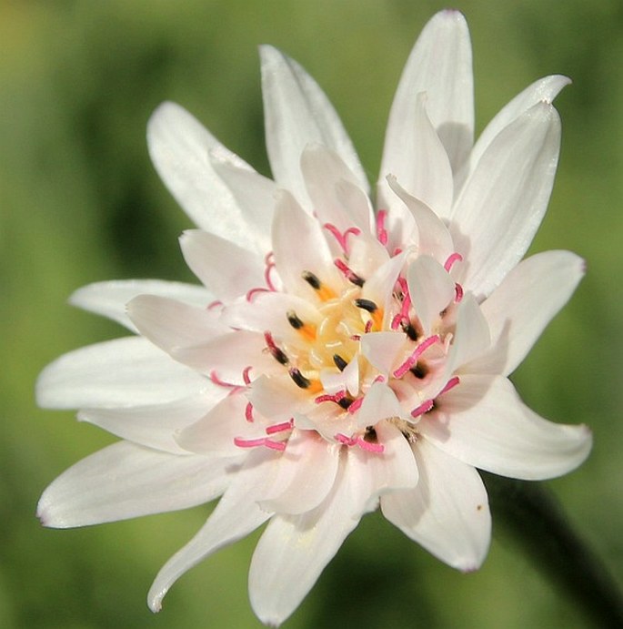 LEUCHERIA HAHNII Franch.